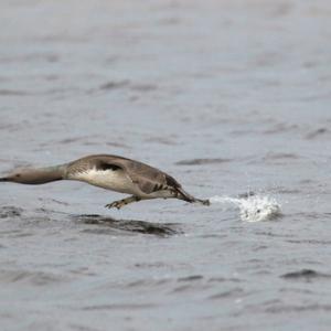 Red-throated Diver DM0958