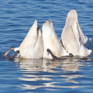 Swans Bottoms up DM0394