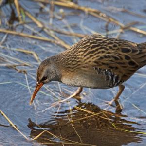 Water Rail.