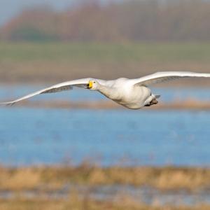 Whooper Swan in Flight DM1733