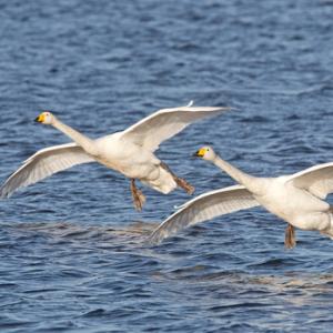 Whooper Swans DM0956