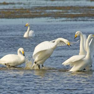 Whooper Swans DM0964