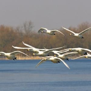 Whooper Swans DM0969