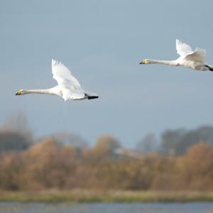 Whooper Swans DM0970