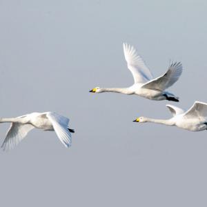 Whooper Swans DM0972