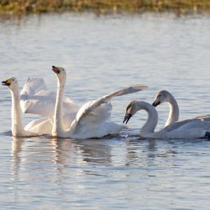 Whooper Swans DM0973