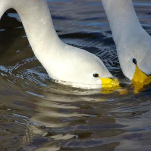 Whooper Swans Feeding DM0961