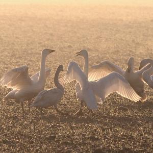 Whooper Swans at Daybreak DM0395