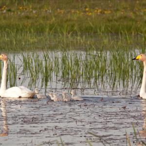 Whooper Swans with Cygnets DM0963