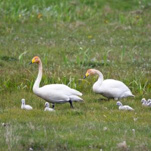Whooper Swans with Cygnets DM0978
