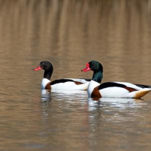   Pair of Shellducks DM1638