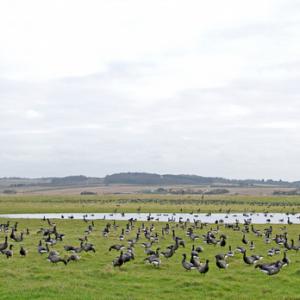 Brent Geese DM1639