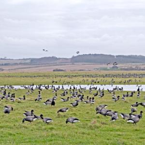 Brent Geese DM1640