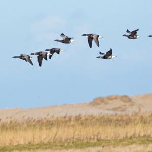 Brent Geese in Flight DM0415