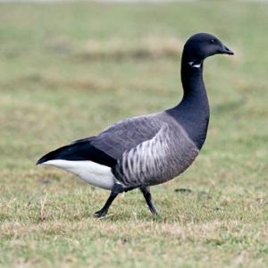 Brent Goose DM1641