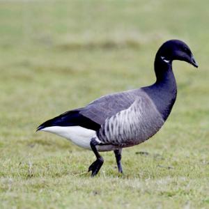 Brent Goose DM1642
