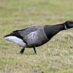 Brent Goose DM1643