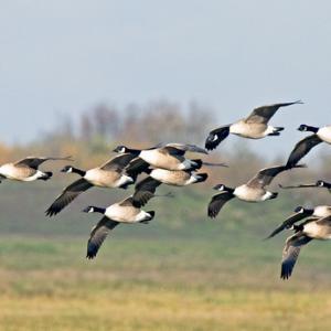 Canada Geese 2