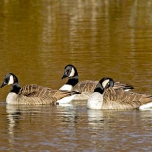 Canada Geese DM1284