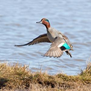 Common Teal 2 DM0399