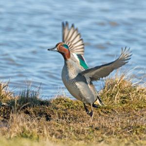 Common Teal DM0414