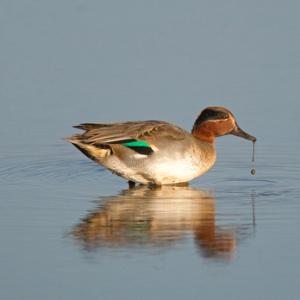 Common Teal DM1278