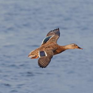 Female Mallard in Flight DM1644
