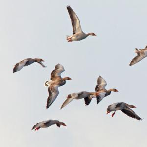 Greylag Geese in Flight 2 DM0400