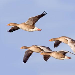 Greylag Geese in Flight 7 DM0410