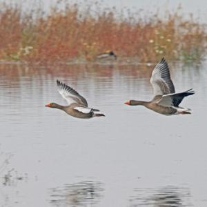 Greylag Geese in Flight DM1695