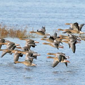 Greylag Geese in Flight DM1696