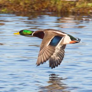 Mallard Drake in Flight 5 DM0406