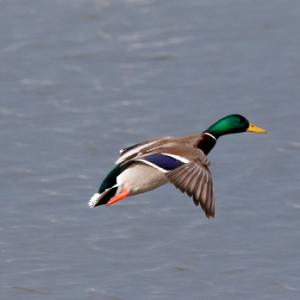 Mallard Drake in Flight DM1647
