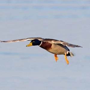Mallard Drake in Flight DM1648