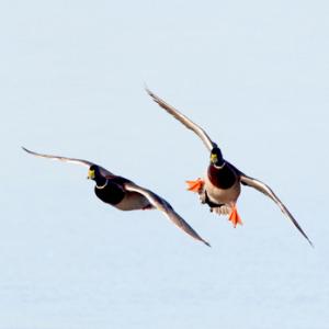 Mallard Drakes in Flight DM0416