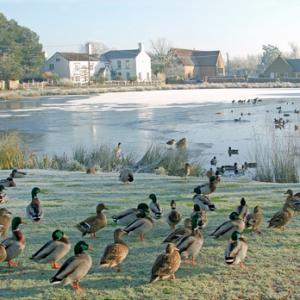 Mallard at a Village Pond DM1645
