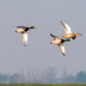 Mallard in Flight  DM1649