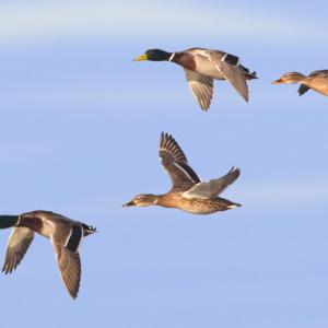 Mallard in Flight DM0417