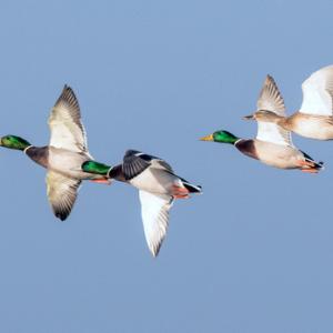 Mallard in Flight DM1651