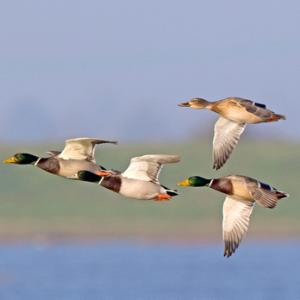 Mallard in Flight DM1652
