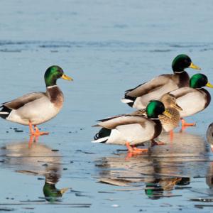 Mallard on Ice  DM1653