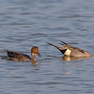 Pair Pintail Ducks