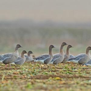 Pink-footed Geese DM1697