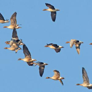 Pink-footed Geese in Flight 2 DM0402