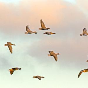 Pink-footed Geese in Flight 5 DM0407
