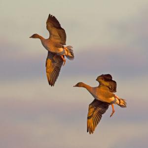 Pink-footed Geese in Flight 8 DM0412