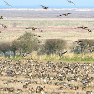 Pink-footed Geese on Stubble 2 DM0403