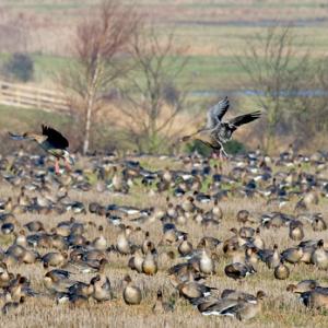 Pink-footed Geese on Stubble 3 DM0404