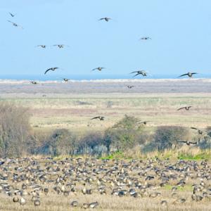 Pink-footed Geese on Stubble 4 DM0405