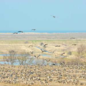 British Birds